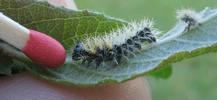 C-blanc ou Gamma (Polygonia C-album), chenille au stade 3, photo 6.