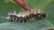 C-blanc ou Gamma (Polygonia C-album), chenille au stade 3, photo 4.