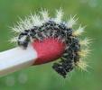 C-blanc ou Gamma (Polygonia C-album), chenille au stade 3, photo 3.