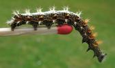 C-blanc ou Gamma (Polygonia C-album), chenille au stade 4, sur allumette, photo 3.