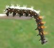 C-blanc ou Gamma (Polygonia C-album), chenille stade 4, en étirement.