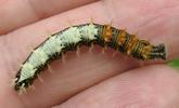 C-blanc ou Gamma (Polygonia C-album), chenille au stade 4, en main, photo 1.
