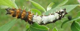 C-blanc ou Gamma (Polygonia C-album), chenille stade 4 (crotte), photo 2.