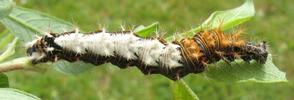 C-blanc ou Gamma (Polygonia C-album), chenille au stade 4, photo 5.