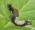C-blanc ou Gamma (Polygonia C-album), chenille stade 4, tortillée, photo 1.