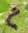 C-blanc ou Gamma (Polygonia C-album), chenille stade 4, tortillée, photo 2.