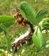 C-blanc ou Gamma (Polygonia C-album), chenille stade 4, tortillée, photo 3.
