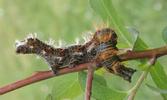 C-blanc ou Gamma (Polygonia C-album), chenille stade 4, tortillée, photo 5.