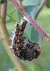 C-blanc ou Gamma (Polygonia C-album), chenille suspendue en pr&eacute;-nymphose, photo 1.
