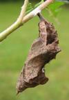 C-blanc ou Gamma (Polygonia C-album), chrysalide, photo 1.