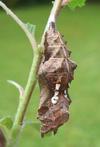 C-blanc ou Gamma (Polygonia C-album), chrysalide, photo 2.