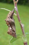 C-blanc ou Gamma (Polygonia C-album), chrysalide, photo 4.