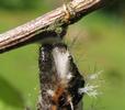 C-blanc ou Gamma (Polygonia C-album), chenille suspendue en pr&eacute;-nymphose, d&eacute;tail .