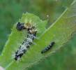 C-blanc ou Gamma (Polygonia C-album), chenilles dverses, photo 3.