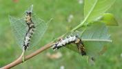 C-blanc ou Gamma (Polygonia C-album), chenilles dverses, photo 2.