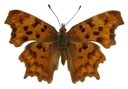 C-blanc ou Gamma (Polygonia C-album), adulte &eacute;tal&eacute;.