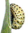 larve de M. populi en pré-nymphose (vue latérale)