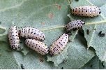 larves de M. populi