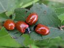 Melasoma populi, "in natura"