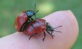 accouplement de Melasoma populi, sur doigt.