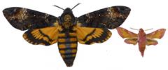 Sphinx t&ecirc;te de mort (Acherontia atropos) et petit sphinx de la vigne (Deilephila porcellus) comparaison des tailles respectives.