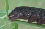 Petit sphinx de la vigne ou petit pourceau (Deilephila porcellus),  scolus de la chenille photo 2.