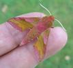 Petit sphinx de la vigne ou petit pourceau (Deilephila porcellus) , adulte en main.