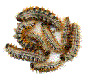 chenilles de processionnaires du pin