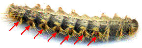 Processionnaire du pin (Thaumetopoea pityocampa) localisation des poils urticants (ensemble)