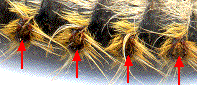 Processionnaire du pin (Thaumetopoea pityocampa) localisation des poils urticants,  (detail)