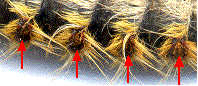 Processionnaire du pin (Thaumetopoea pityocampa) localisation des poils urticants, (detail)