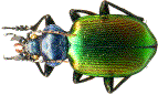 Calosome sycophante (Calosoma sycophanta), adulte.