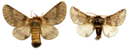 Processionnaire du chene (Thaumetopoea processionea), couple, etale.