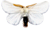 Euproctis chrysorrhea (étalé)