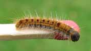 Processionnaire du pin (Thaumetopoea pityocampa), chenille 3e stade, photo 3.
