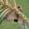 Processionaire du pin (Thaumetopoea pityocampa), femelle en vue ventrale, photo 1.