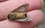 Processionnaire du pin (Thaumetopoea pityocampa) femelle en vue ventrale, photo 2