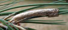 Processionnaire du pin (Thaumetopoea pityocampa), ponte, photo 1.