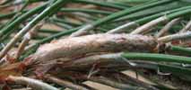 processionnaire du pin (Thaumetopoea pityocampa), ponte, photo 2.