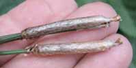 Processionnaire du pin (Thaumetopoea pityocampa), pontes en main.