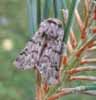 Processionnaire du pin (Thaumetopoea pityocampa), mâle
