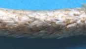 Processionnaire du pin (Thaumetopoea pityocampa), detail du manchon de ponte, photo 1