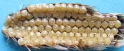 Processionnaire du pin (Thaumetopoea pityocampa), ponte en vue interne.