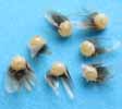 Processionnaire du pin (Thaumetopoea pityocampa), oeuf avec ecailles, photo 1