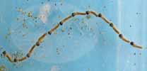 Processionnaires du pin (Thaumetopoea pityocampa), procession de chenilles neonates, photo 1.