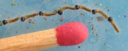 Processionnaire du pin (Thaumetopoea pityocampa) procession de chenilles neonates, photo 2