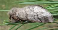 Processionnaire du pin (Thaumetopoea pityocampa) dimorphisme femelle.