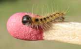 Processionnaire du pin (Thaumetopoea pityocampa) chenille stade 2 sur allumette, photo 2.