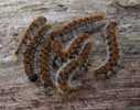 Processionnaire du pin (Thaumetopoea pityocampa) chenilles stade 4, photo 2.