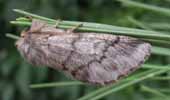 Processionnaire du pin (Thaumetopoea pityocampa), femelle, photo 1